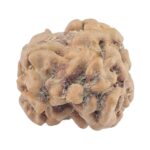 2 Mukhi Rudraksha 22.9mm 1.8gm - Rudraksha back