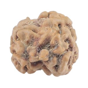 2 Mukhi Rudraksha 22.9mm 1.8gm - Rudraksha back