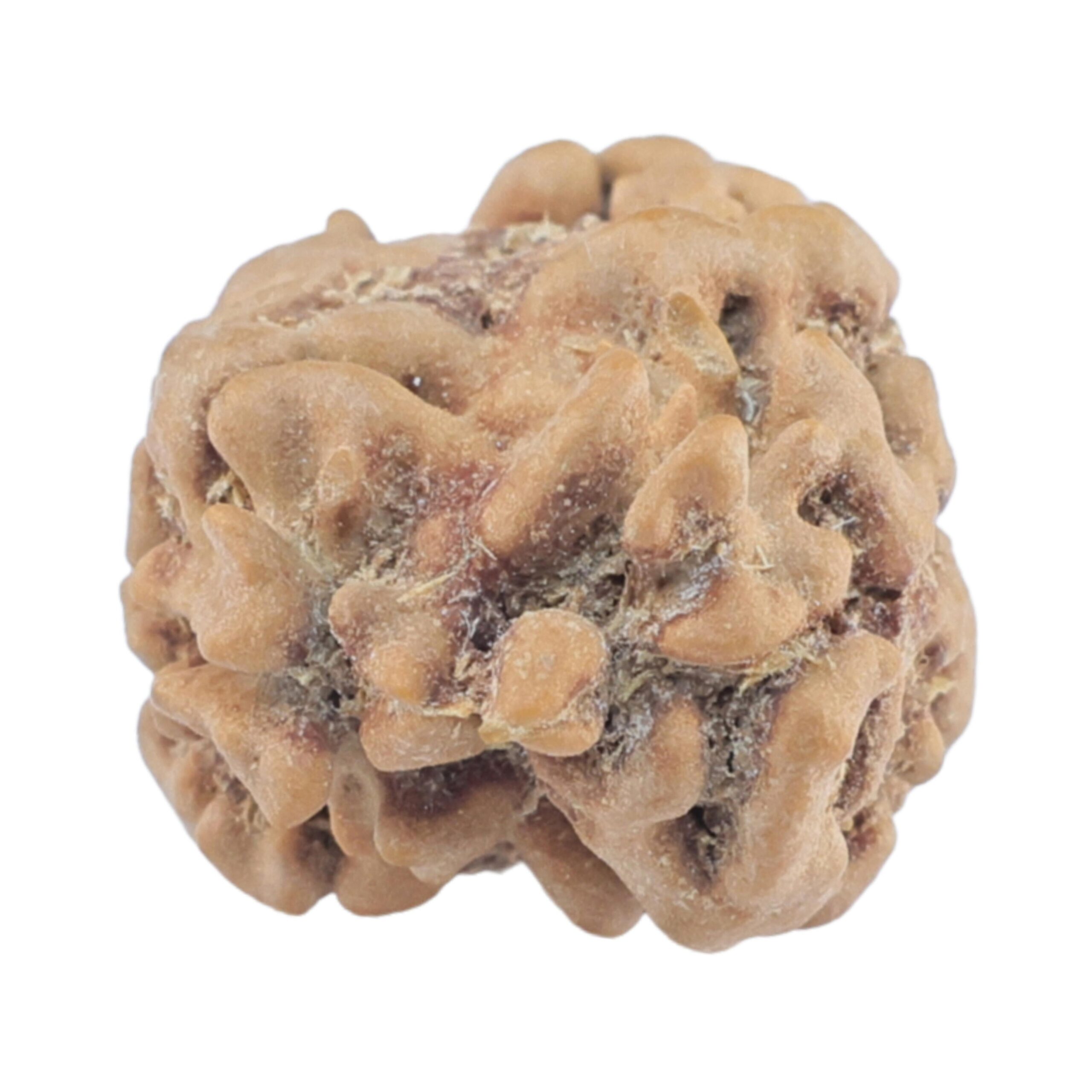 2 Mukhi Rudraksha 22.9mm 1.8gm - Rudraksha back
