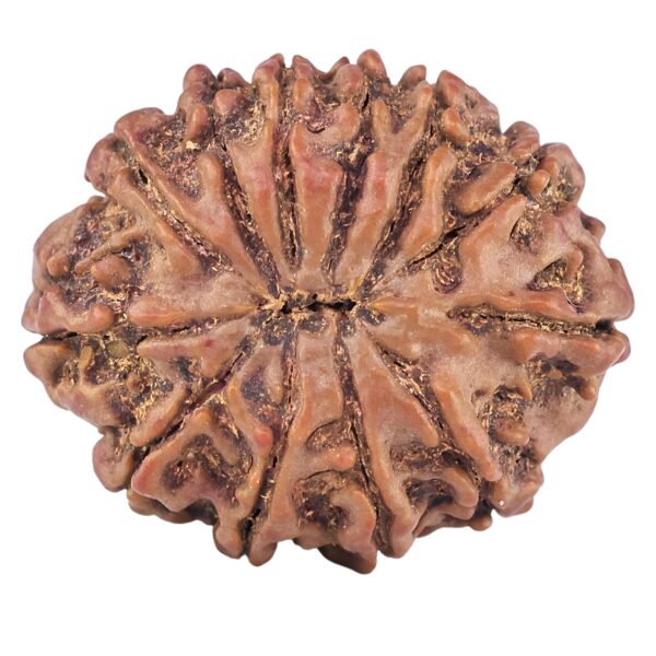 12 Mukhi Rudraksha 27.8mm 5.36gm - Rudraksha back