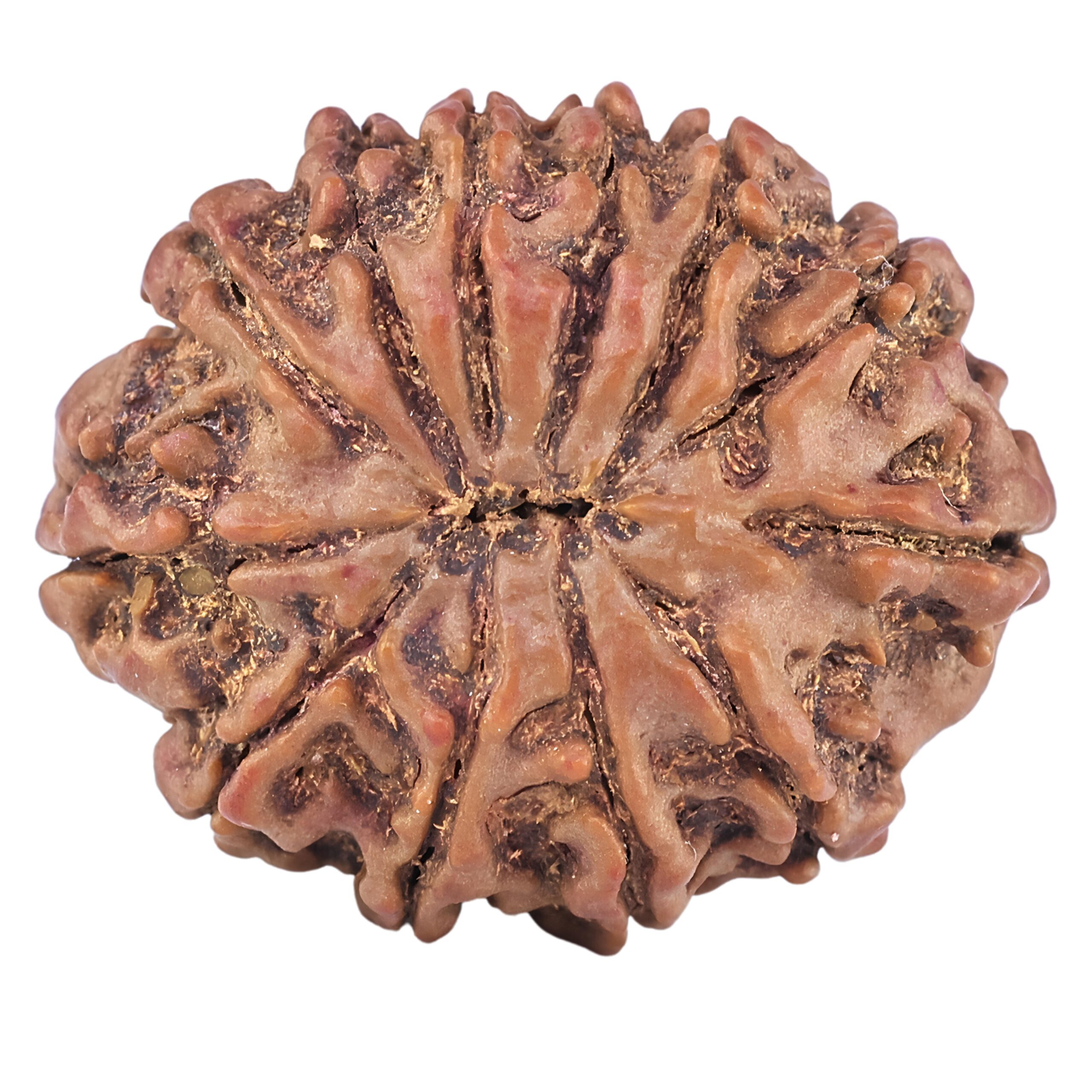 12 Mukhi Rudraksha 27.8mm 5.36gm - Rudraksha back