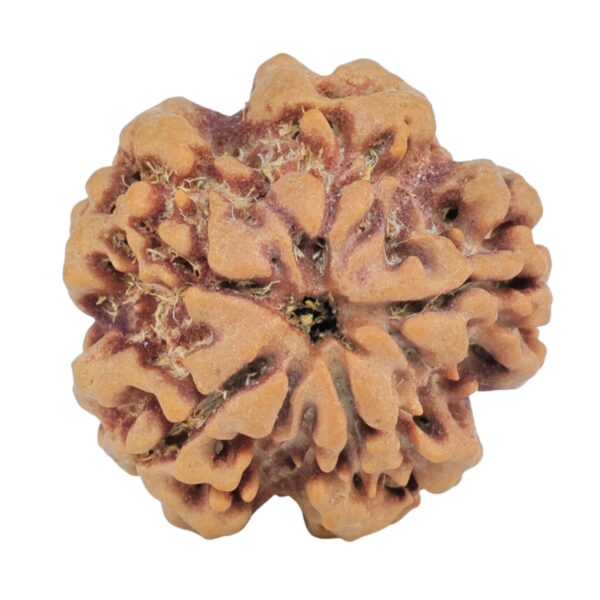 1MK(Underdeveloped) 22.8mm 4.17gm - Rudraksha back