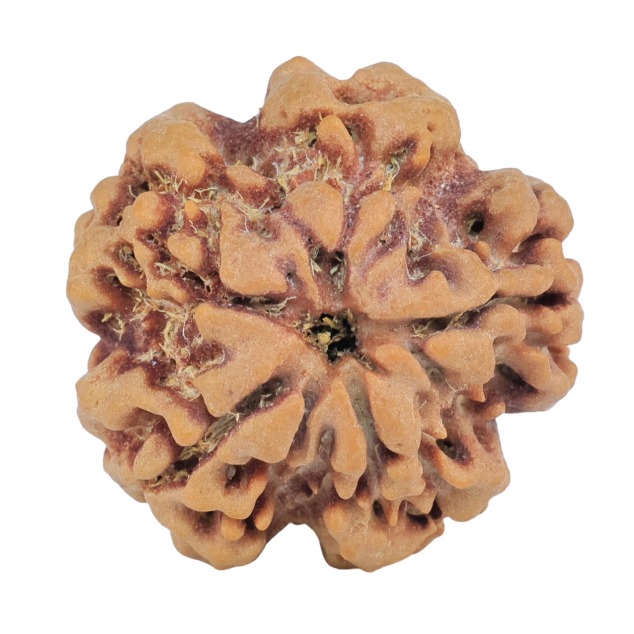 1MK(Underdeveloped) 22.8mm 4.17gm - Rudraksha back