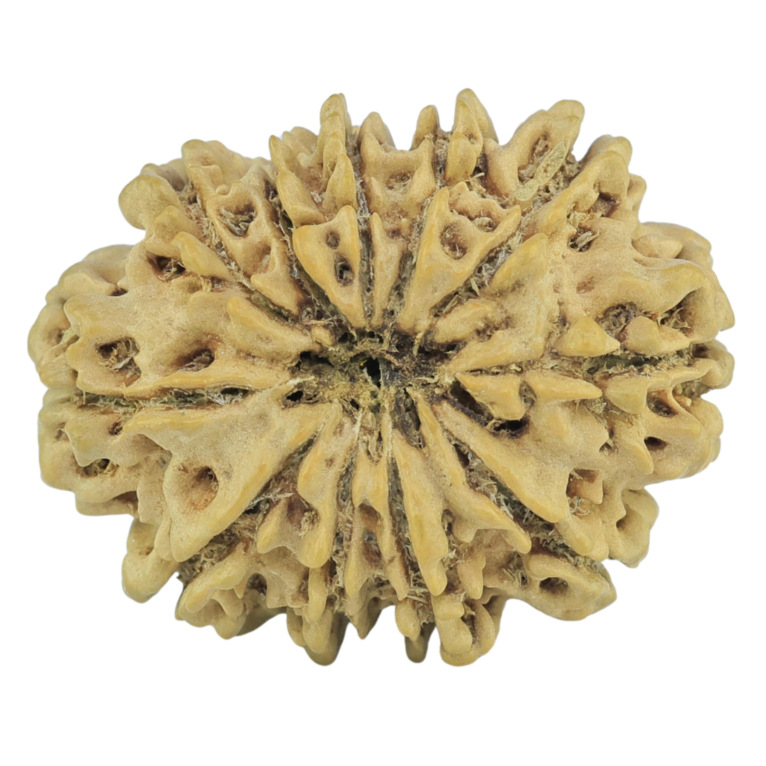 11 Mukhi Rudraksha 23.9mm 2.6gm - Rudraksha back