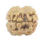 2 Mukhi Rudraksha 23.4mm 1.84gm - Rudraksha back