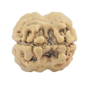 2 Mukhi Rudraksha 23.4mm 1.84gm - Rudraksha back