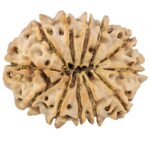 12 Mukhi Rudraksha 27.9mm 4.45gm - Rudraksha back