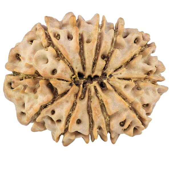 12 Mukhi Rudraksha 27.9mm 4.45gm - Rudraksha back