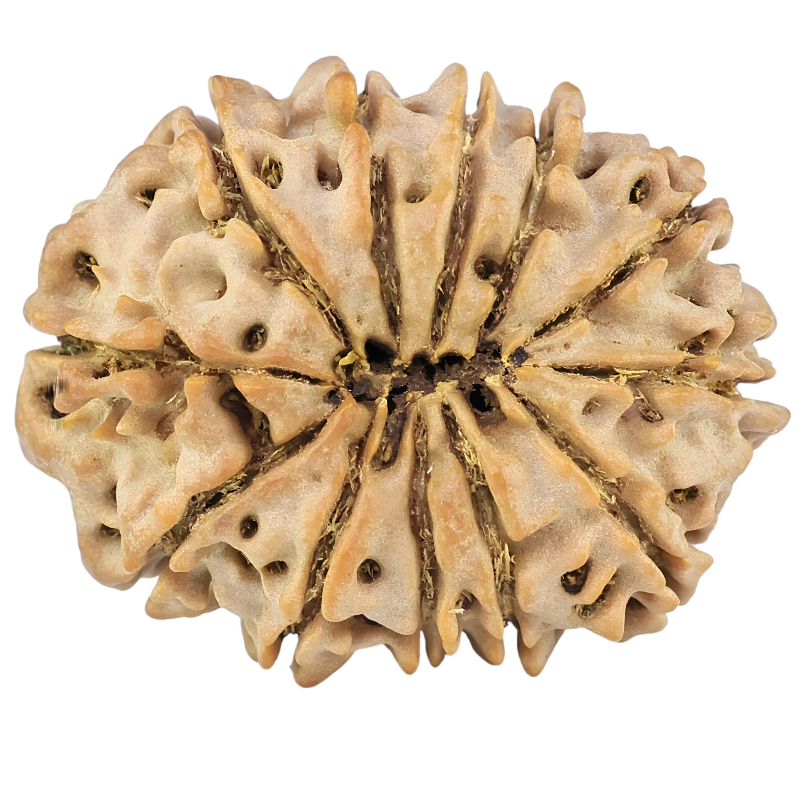 12 Mukhi Rudraksha 27.9mm 4.45gm - Rudraksha back