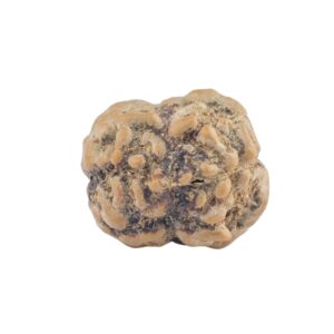 2 Mukhi Rudraksha 21.4mm 1.68gm - Rudraksha back