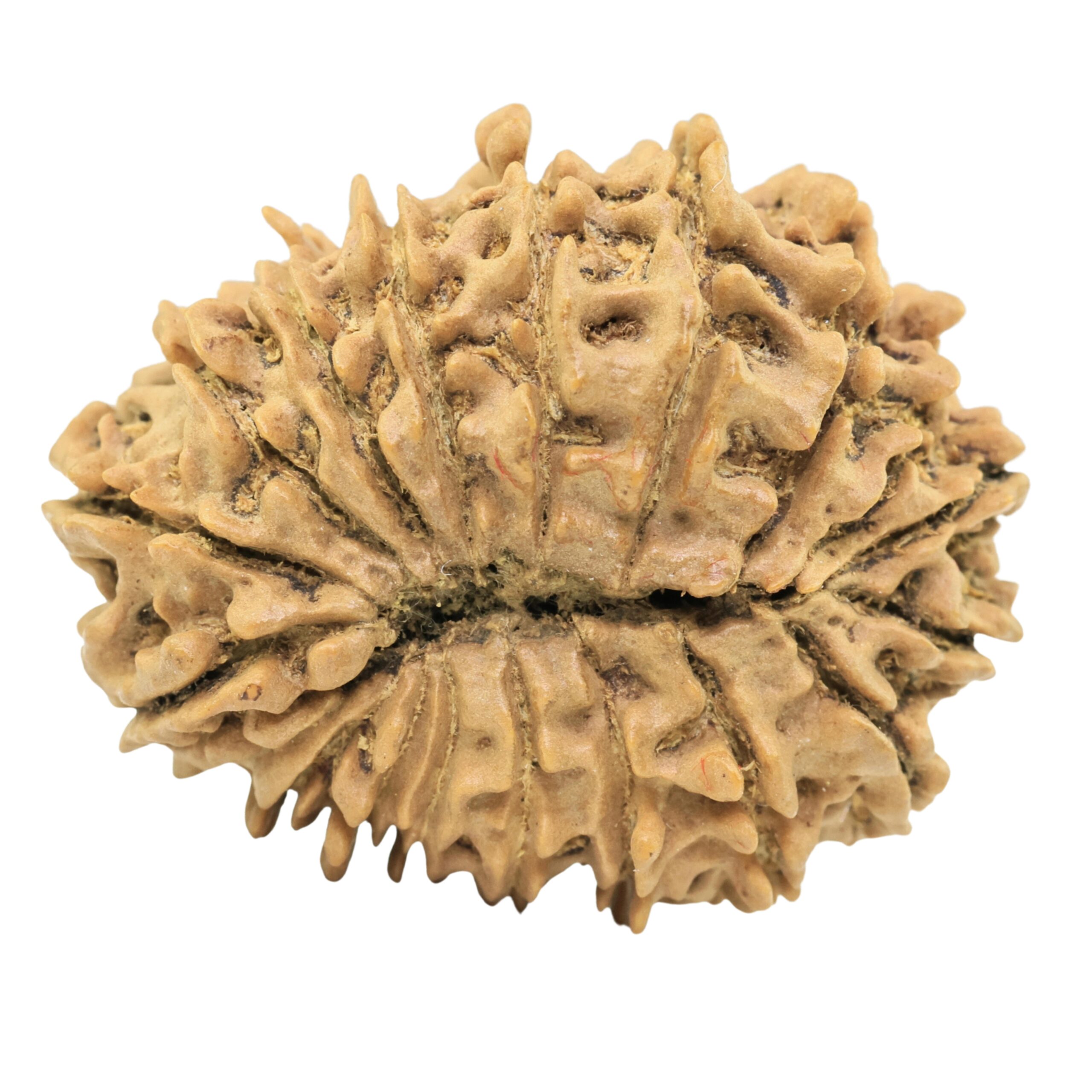 18 Mukhi Rudraksha 29.6mm 4.44gm - Rudraksha back