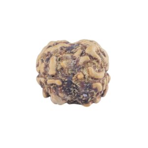 2 Mukhi Rudraksha 21.1mm 1.36gm - Rudraksha back