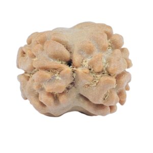 2 Mukhi Rudraksha 18.6mm 1.34gm - Rudraksha back