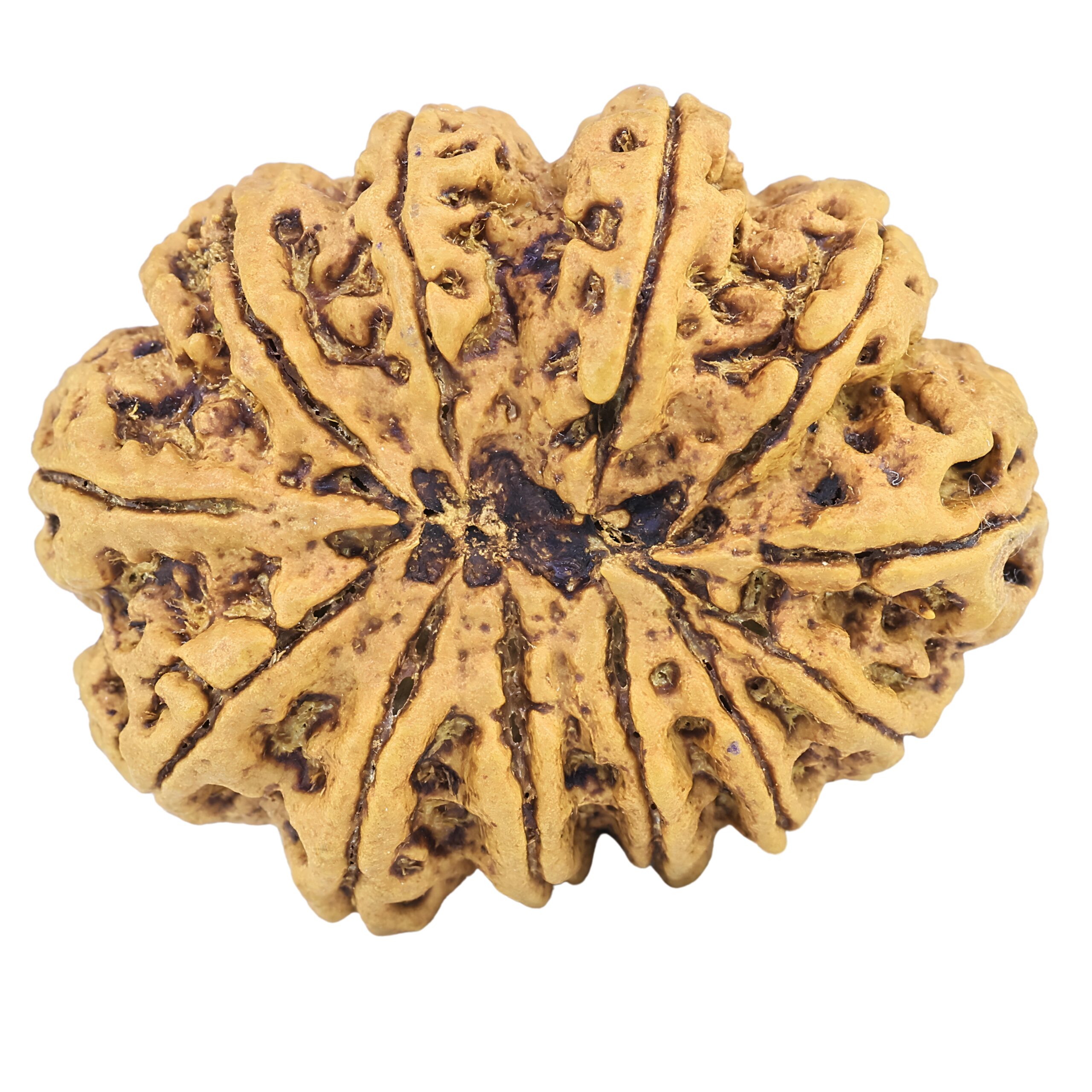 12 Mukhi Rudraksha 35mm 7.55gm - Rudraksha back