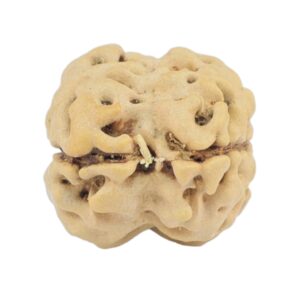 2 Mukhi Rudraksha 21.1mm 2gm - Rudraksha back