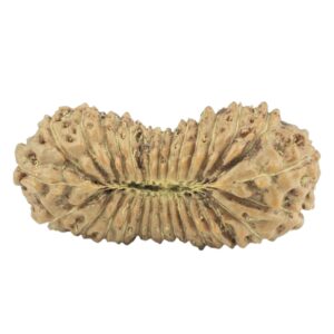 30 Mukhi Rudraksha 25mm 1.85gm - Rudraksha back