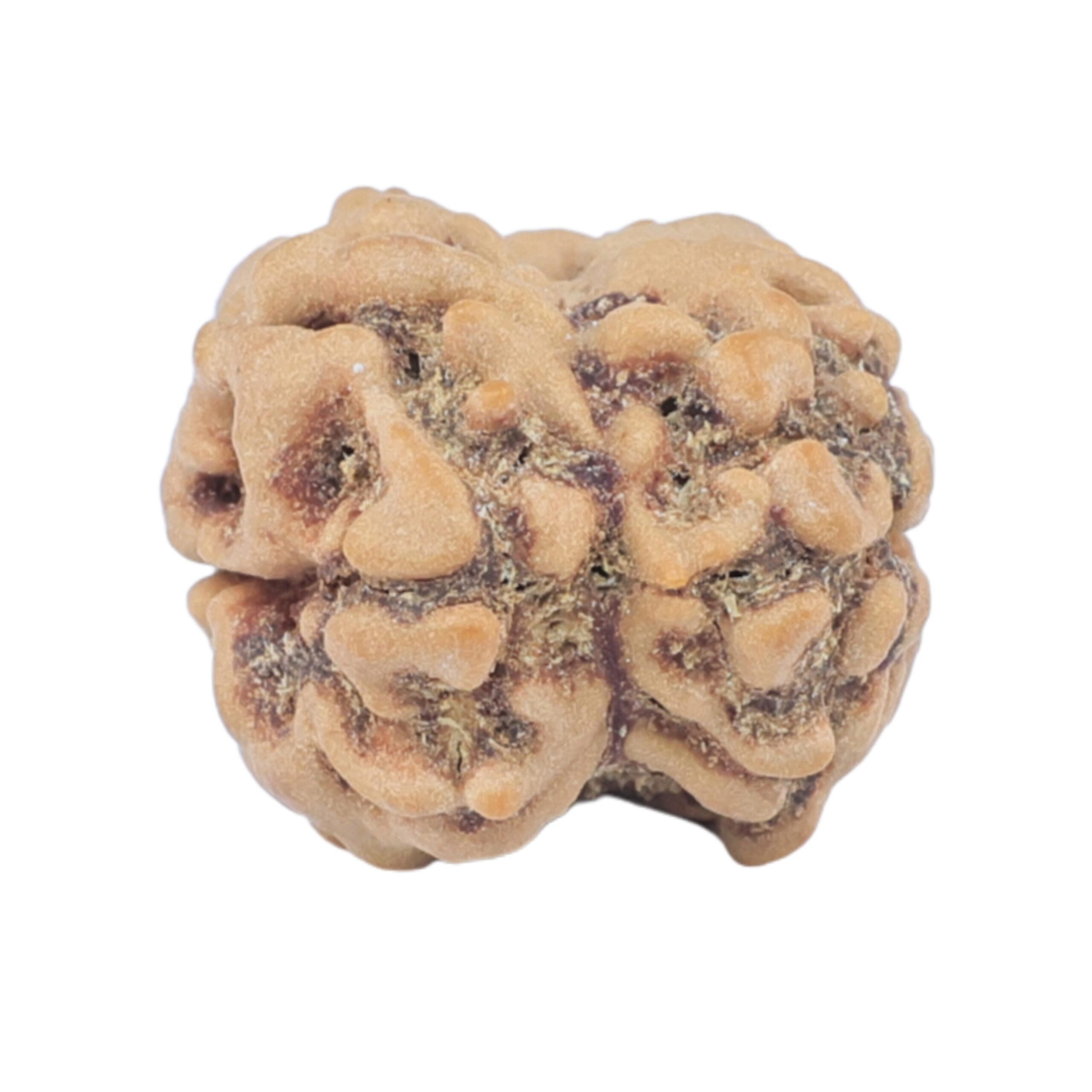 2 Mukhi Rudraksha 22.2mm 2.2gm - Rudraksha back