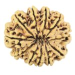 11 Mukhi Rudraksha 31.8mm 6.89gm - Rudraksha back