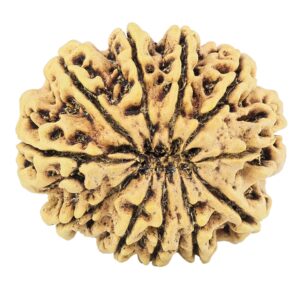 11 Mukhi Rudraksha 31.8mm 6.89gm - Rudraksha back