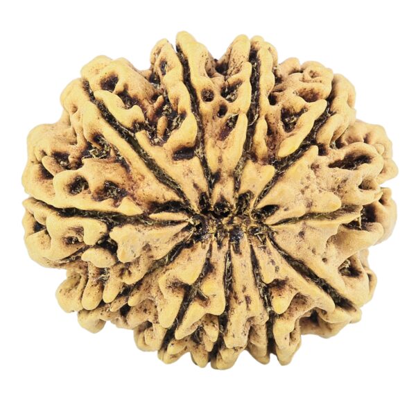 11 Mukhi Rudraksha 31.8mm 6.89gm - Rudraksha back