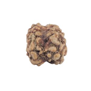 2 Mukhi Rudraksha 20.8mm 1.3gm - Rudraksha back