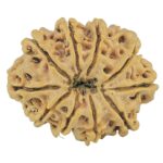 10 Mukhi Rudraksha 28.7mm 5.13gm - Rudraksha back