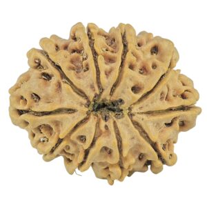 10 Mukhi Rudraksha 28.7mm 5.13gm - Rudraksha back