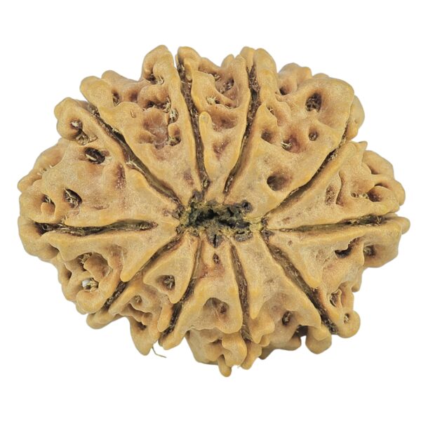 10 Mukhi Rudraksha 28.7mm 5.13gm - Rudraksha back