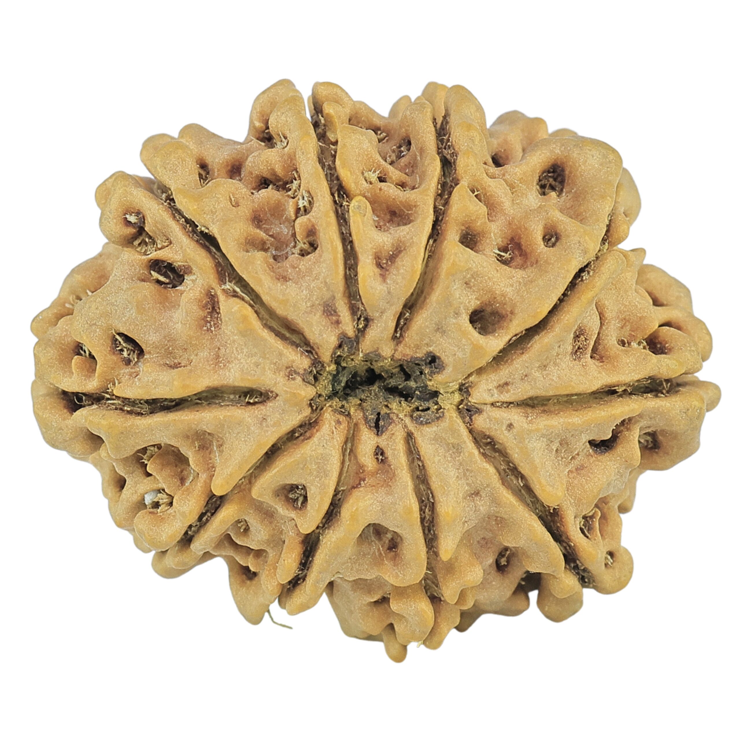 10 Mukhi Rudraksha 28.7mm 5.13gm - Rudraksha back