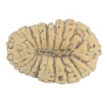 19 Mukhi Rudraksha 14.9mm 0.59gm - Rudraksha back