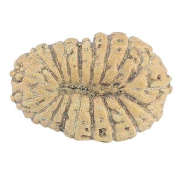 19 Mukhi Rudraksha 14.9mm 0.59gm - Rudraksha back