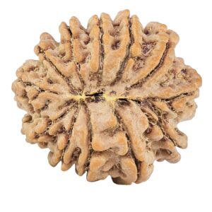 12 Mukhi Rudraksha 25.4mm 4.74gm - Rudraksha back