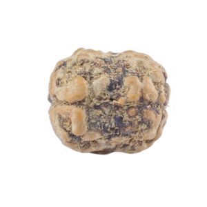 2 Mukhi Rudraksha 21.3mm 1.9gm - Rudraksha back