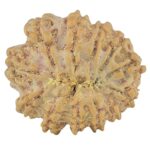 12 Mukhi Rudraksha 22.1mm 2.69gm - Rudraksha back
