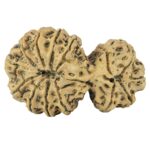 14 Mukhi Garbh Gauri 44.8mm 10.75gm - Rudraksha back