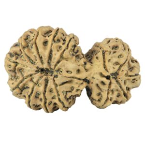 14 Mukhi Garbh Gauri 44.8mm 10.75gm - Rudraksha back