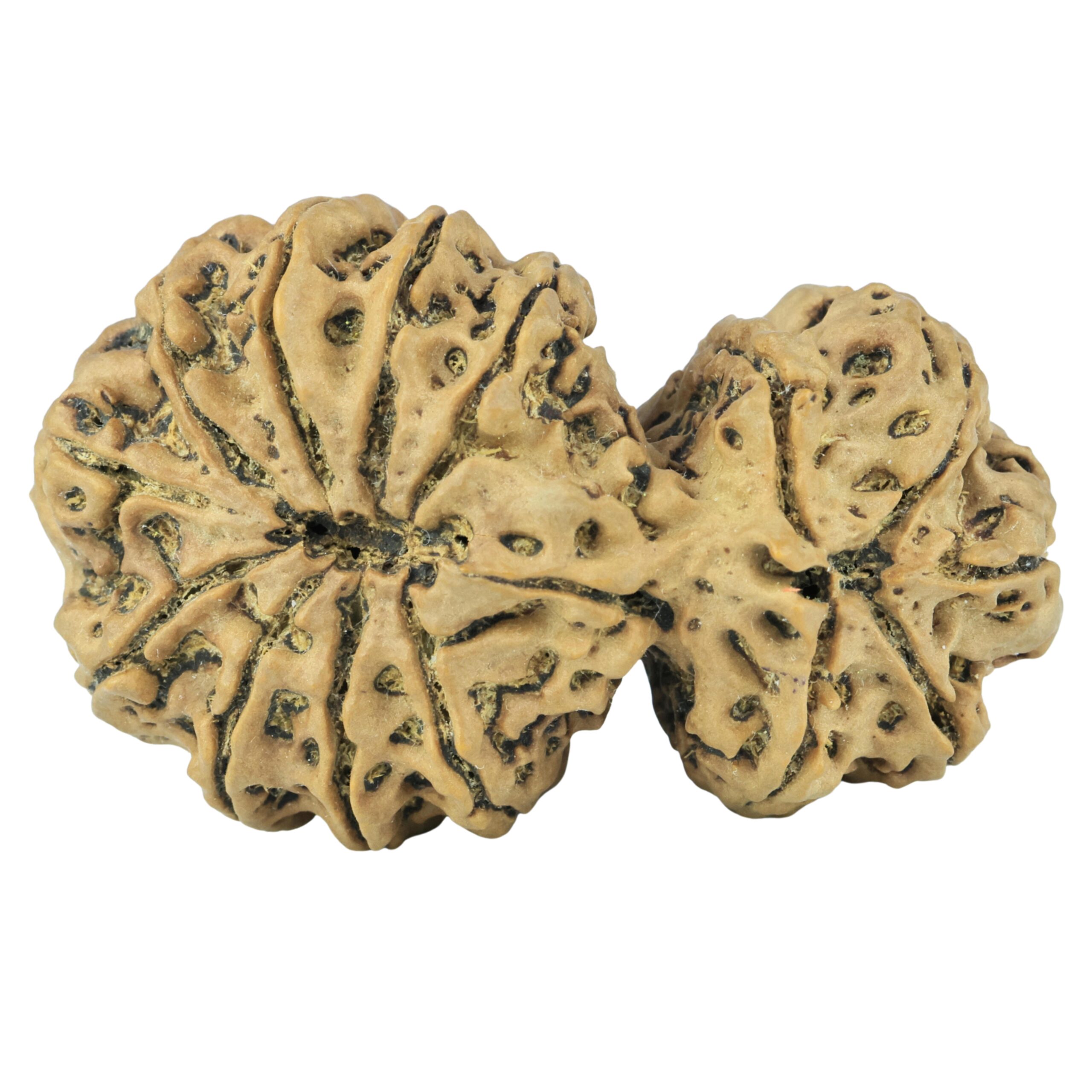 14 Mukhi Garbh Gauri 44.8mm 10.75gm - Rudraksha back