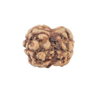 2 Mukhi Rudraksha 20.7mm 1.37gm - Rudraksha back
