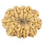 11 Mukhi Rudraksha 31.7mm 6.45gm - Rudraksha back