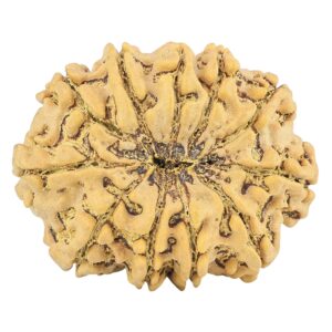 11 Mukhi Rudraksha 31.7mm 6.45gm - Rudraksha back