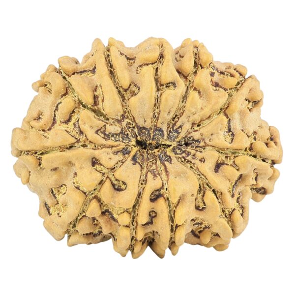 11 Mukhi Rudraksha 31.7mm 6.45gm - Rudraksha back