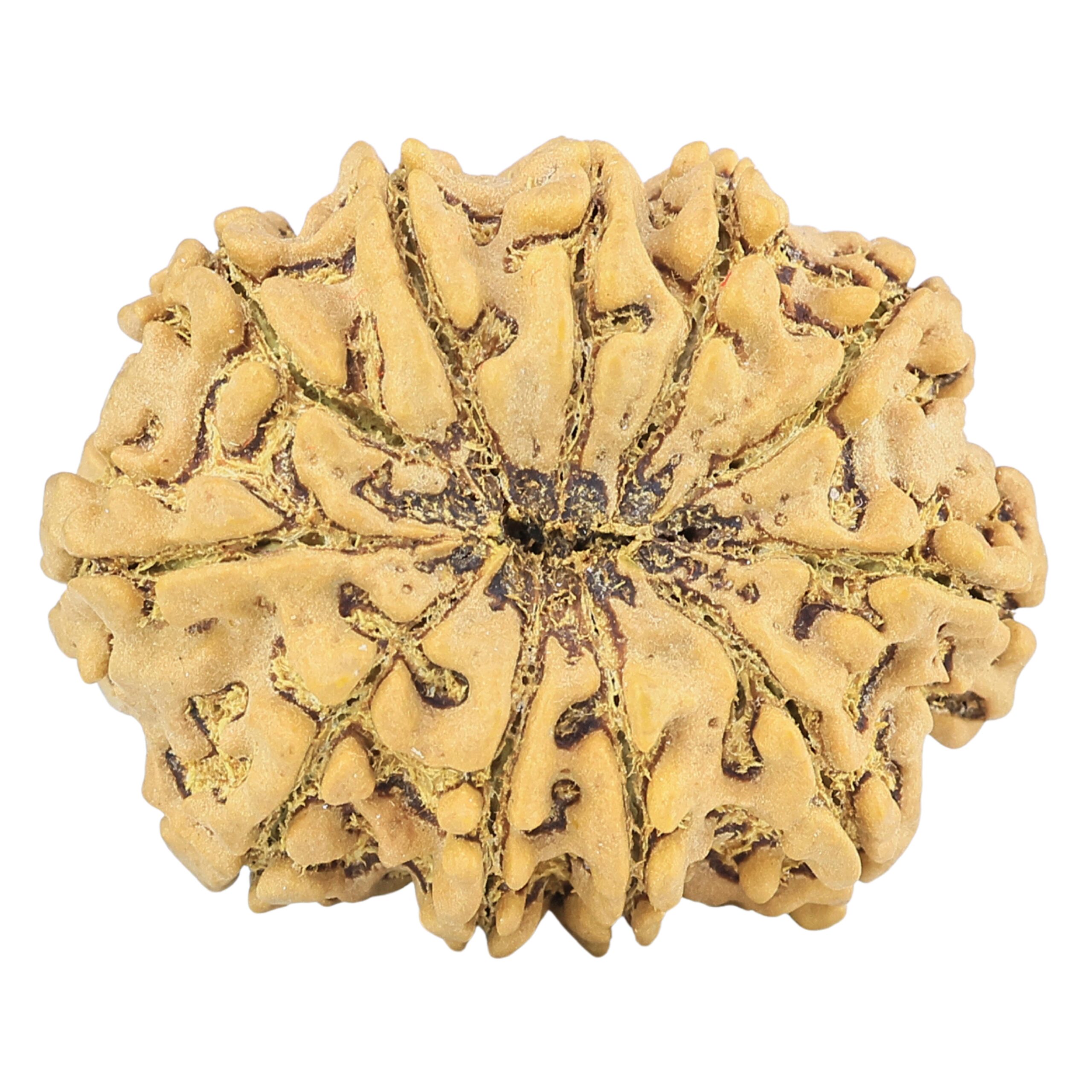 11 Mukhi Rudraksha 31.7mm 6.45gm - Rudraksha back
