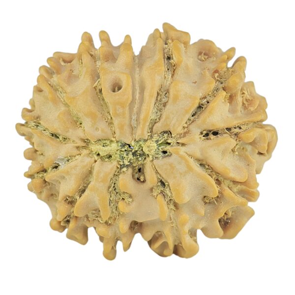 12 Mukhi Rudraksha 21.5mm 2.76gm - Rudraksha back