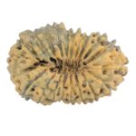 21 Mukhi Rudraksha 21.4mm 1gm - Rudraksha back