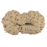 19 Mukhi Rudraksha 25.3mm 2.11gm - Rudraksha back
