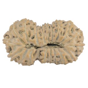 19 Mukhi Rudraksha 25.3mm 2.11gm - Rudraksha back