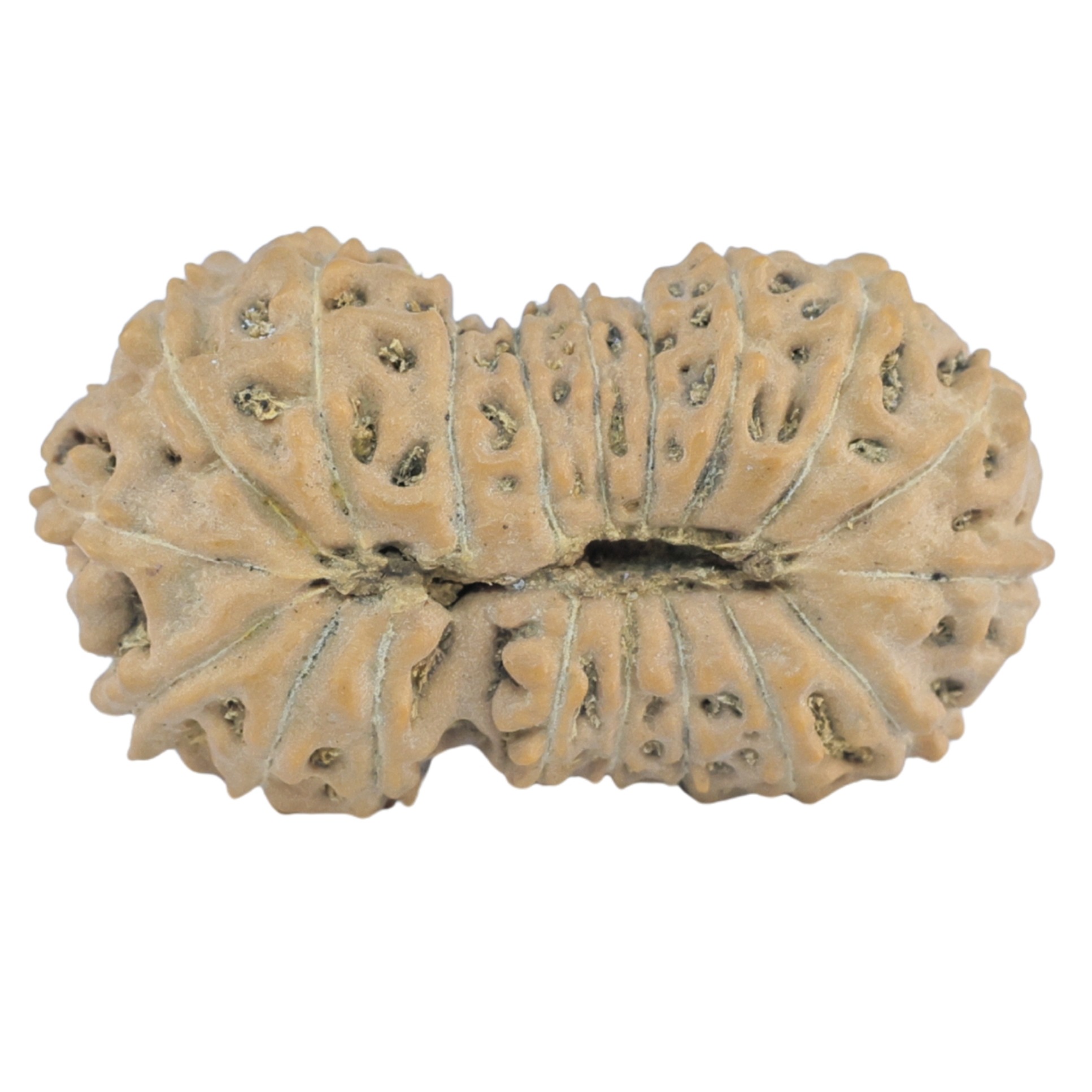 19 Mukhi Rudraksha 25.3mm 2.11gm - Rudraksha back