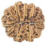 12 Mukhi Rudraksha 33.4mm 7.55gm - Rudraksha back