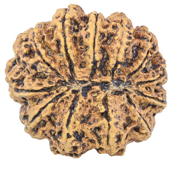 12 Mukhi Rudraksha 33.4mm 7.55gm - Rudraksha back