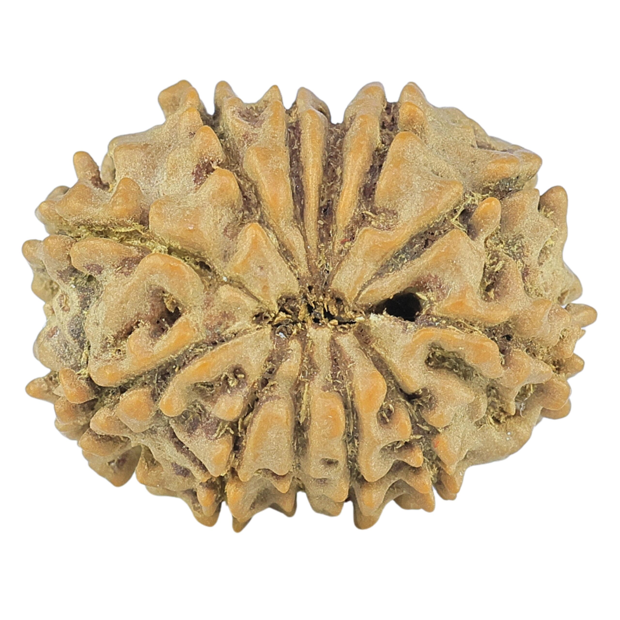 12 Mukhi Rudraksha 21.2mm 2.47gm - Rudraksha back